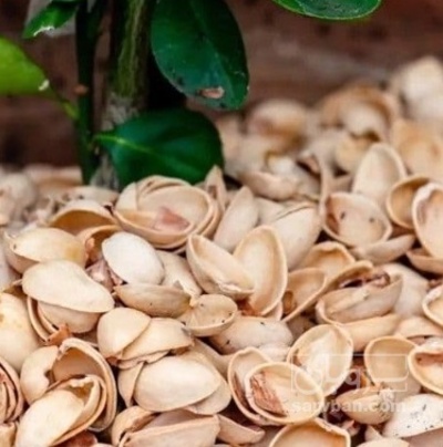 فروش پوست پسته (گیاه‌ دارویی)