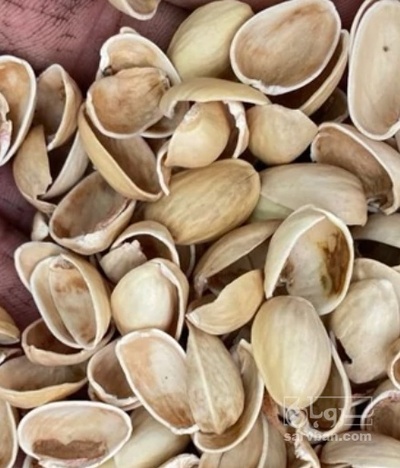 فروش پسته