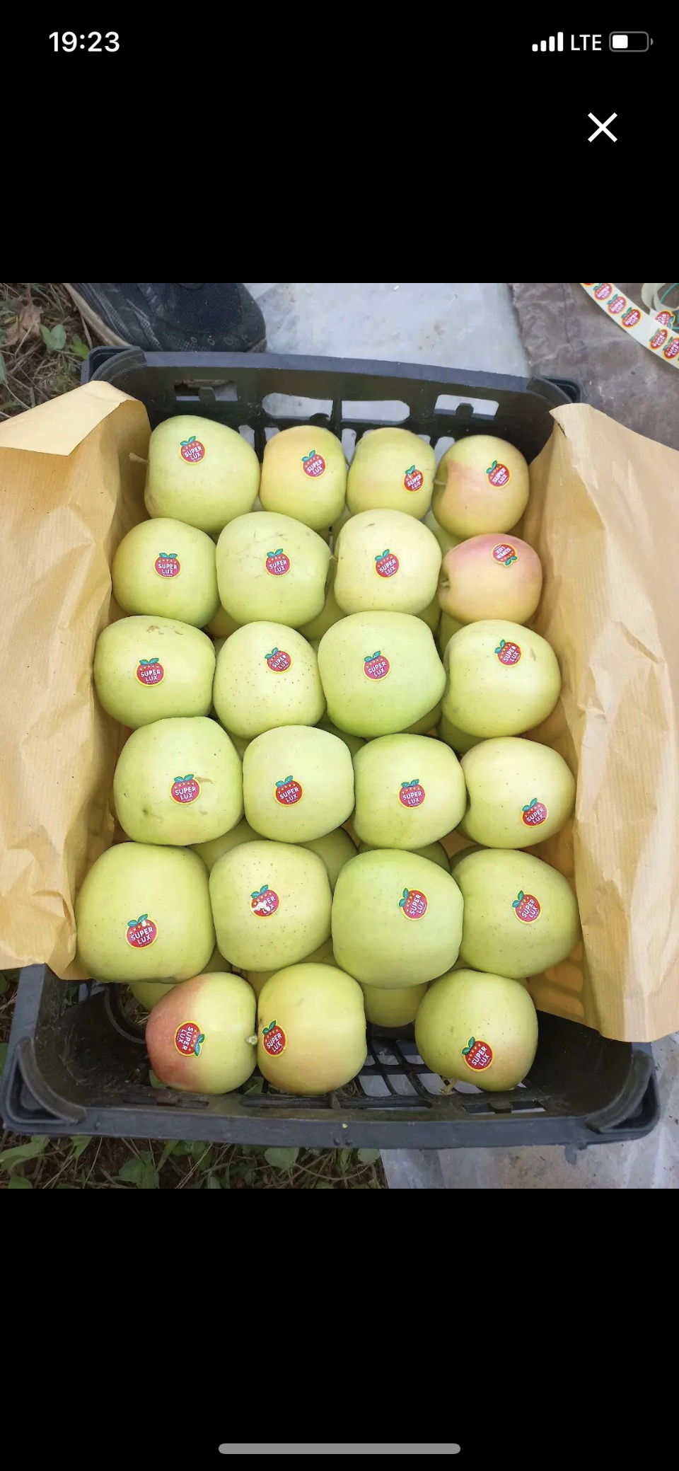 فروش سیب زرد