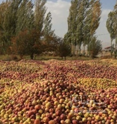 فروش سیب ضایعاتی