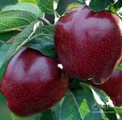 فروش سیب قرمز