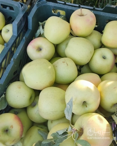 فروش سیب زرد