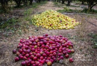 فروش سیب ضایعاتی
