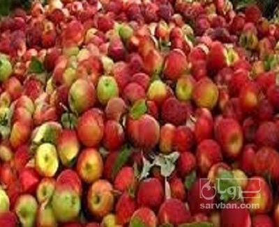 فروش سیب ضایعاتی