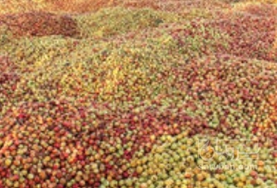 فروش سیب ضایعاتی