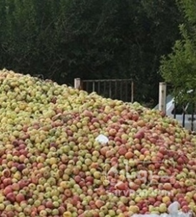 فروش سیب ضایعاتی