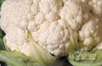 فروش گل کلم