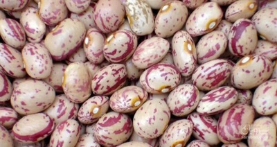 فروش لوبیا چیتی