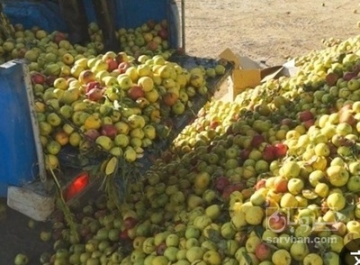 فروش سیب ضایعاتی