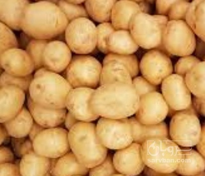 فروش سیب زمینی  بذری دوناتا