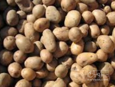 فروش سیب زمینی  بذری کارلیا