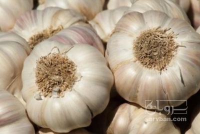 فروش سیر بذری
