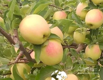 فروش سیب زرد درهم