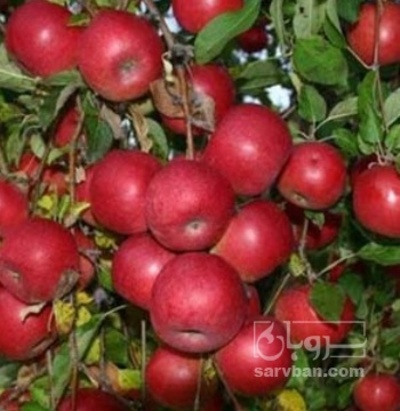 فروش سیب قرمز سرکه ایی