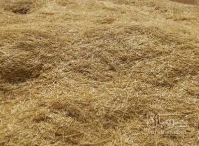 فروش کاه و کلش گندم
