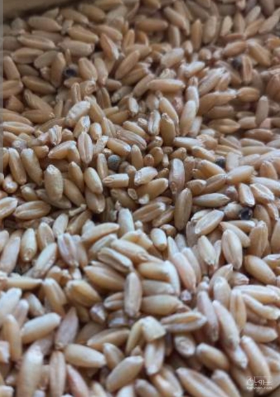 فروش گندم