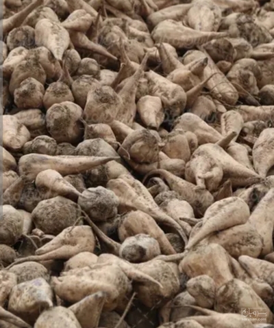 فروش چغندر قند
