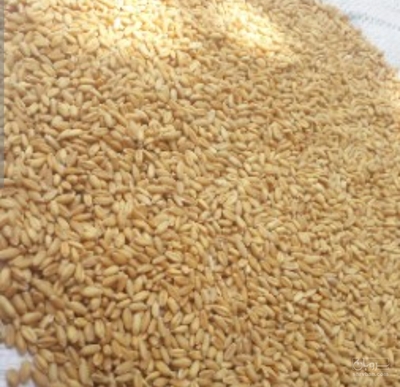 فروش گندم
