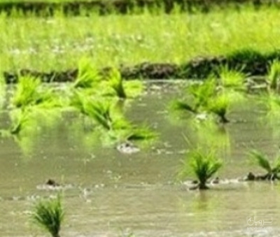 فروش شالی برنج فجر