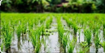 فروش شالی برنج فجر