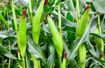 فروش ذرت علوفه ای