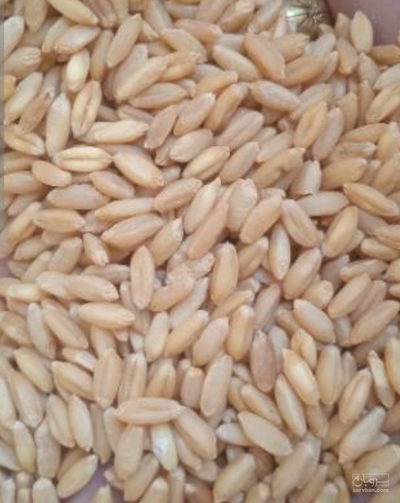 فروش گندم