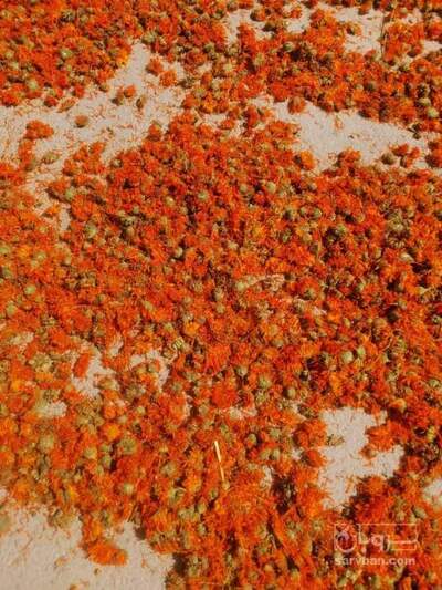 فروش گل همیشه‌ بهار (گیاه‌ دارویی)