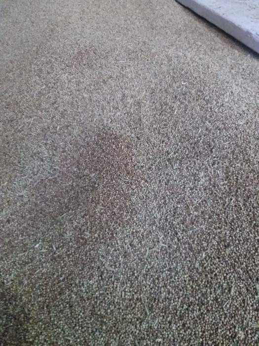 فروش تخم گشنیز (گیاه‌ دارویی)