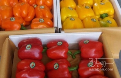 فروش فلفل دلمه ای