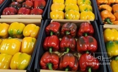 فروش فلفل دلمه ای