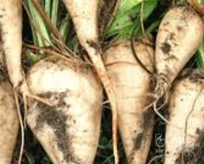 فروش چغندر قند