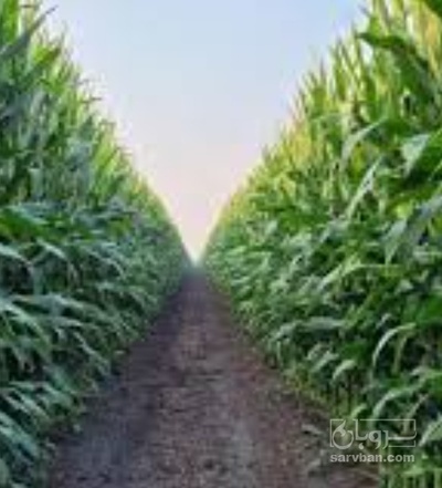 فروش چاپر ذرت - سیلاژ ذرت