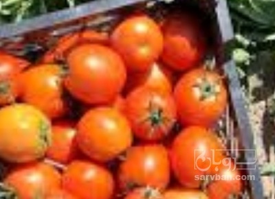 فروش گوجه فرنگی