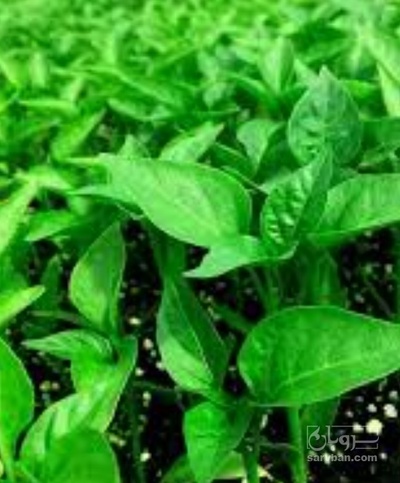 فروش نشا فلفل