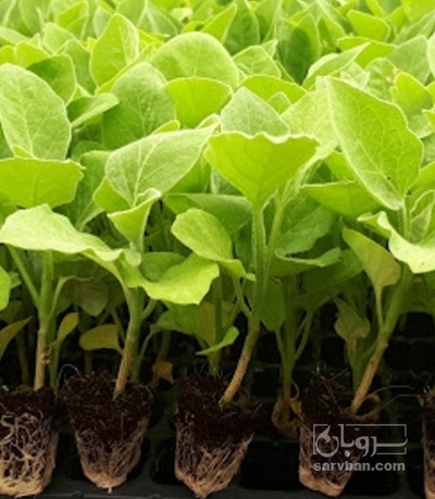 فروش نشا بادمجان