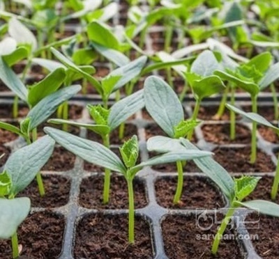 فروش نشا گوجه فرنگی