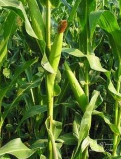 فروش چاپر ذرت - سیلاژ ذرت