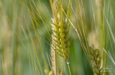 فروش گندم آبی
