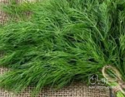 فروش شوید تازه