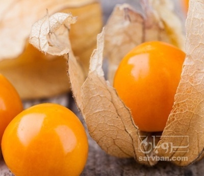 فروش فیسالیس - میوه دانه ایی