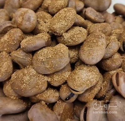 فروش باقلا تازه - باقالی - باقالا