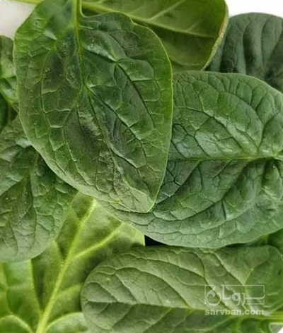 فروش بیبی اسفناج