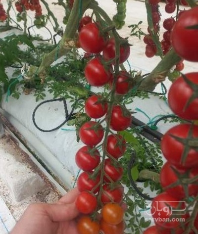 فروش گوجه فرنگی گیلاسی همرس