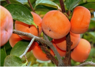 فروش خرمالو