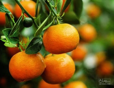 فروش نارنگی ژاپنی