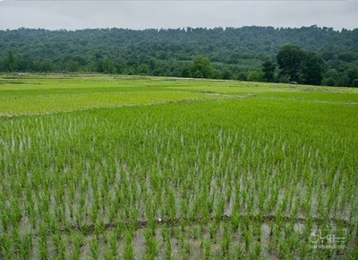 فروش شالی برنج فجر
