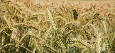 فروش گندم