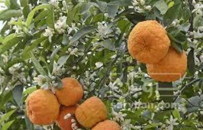 فروش نارنج