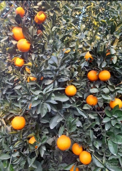 فروش پرتقال تامسون خونی