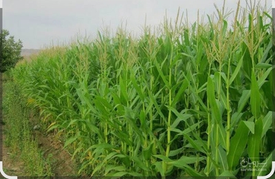 فروش چاپر ذرت - سیلاژ ذرت